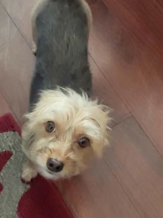 Lost dog in Salt Lake City, UT, 84104
