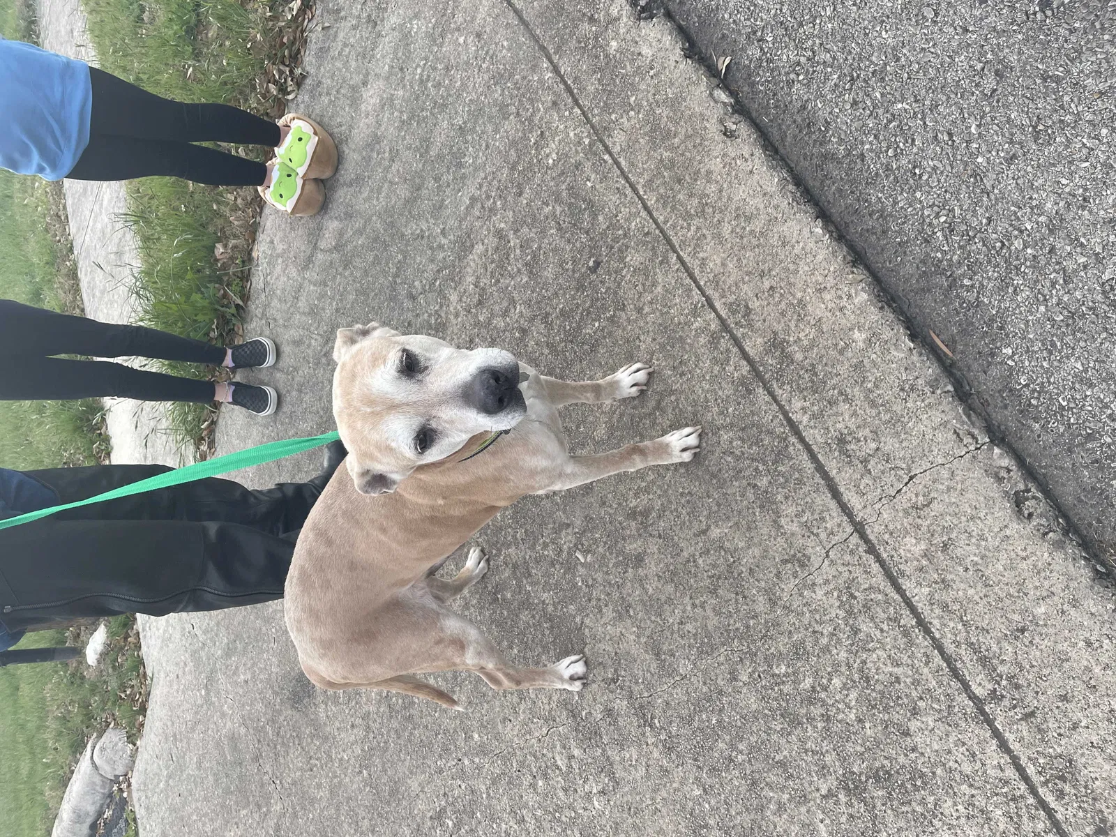 Lost dog in Fort Worth, TX, 76137