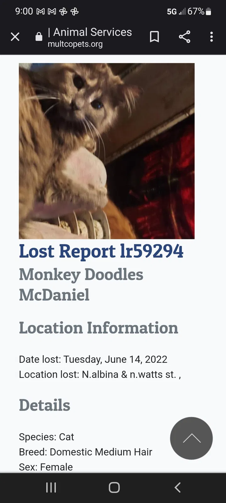 Lost cat in Portland, OR, 97217