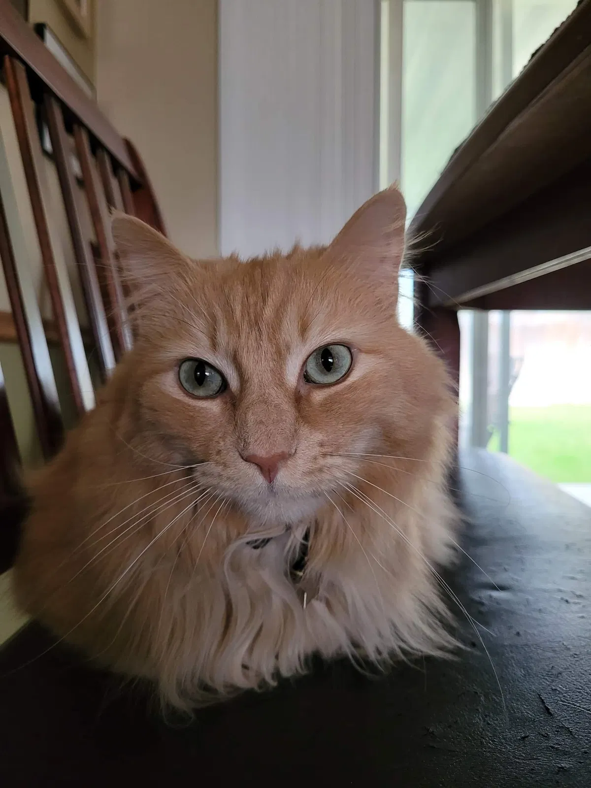 Lost cat in Nampa, ID, 83651