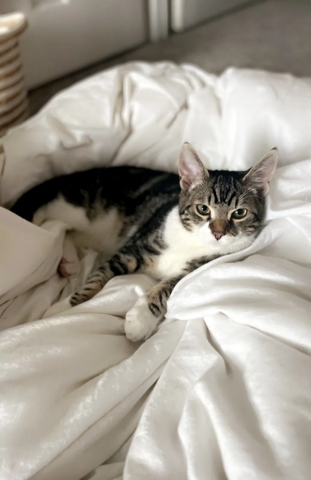 Lost cat in Scappoose, OR, 97056