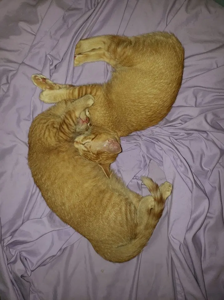 Lost cat in Seattle, WA, 98133
