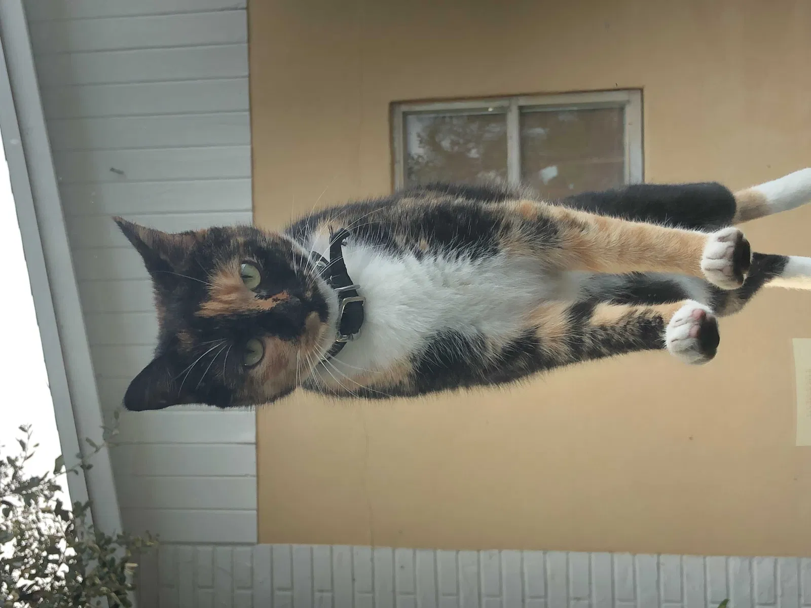 Lost cat in Loxahatchee, FL, 33470