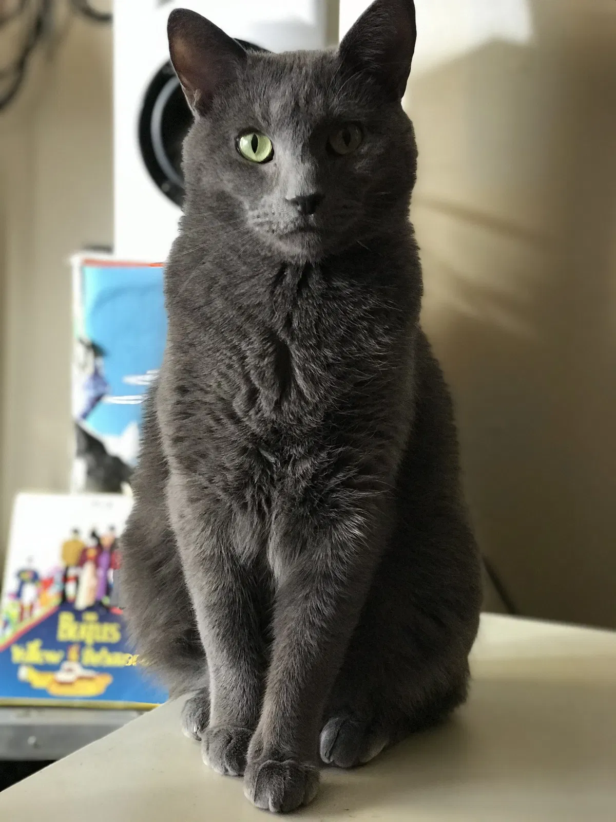 Lost cat in Minneapolis, MN, 55413