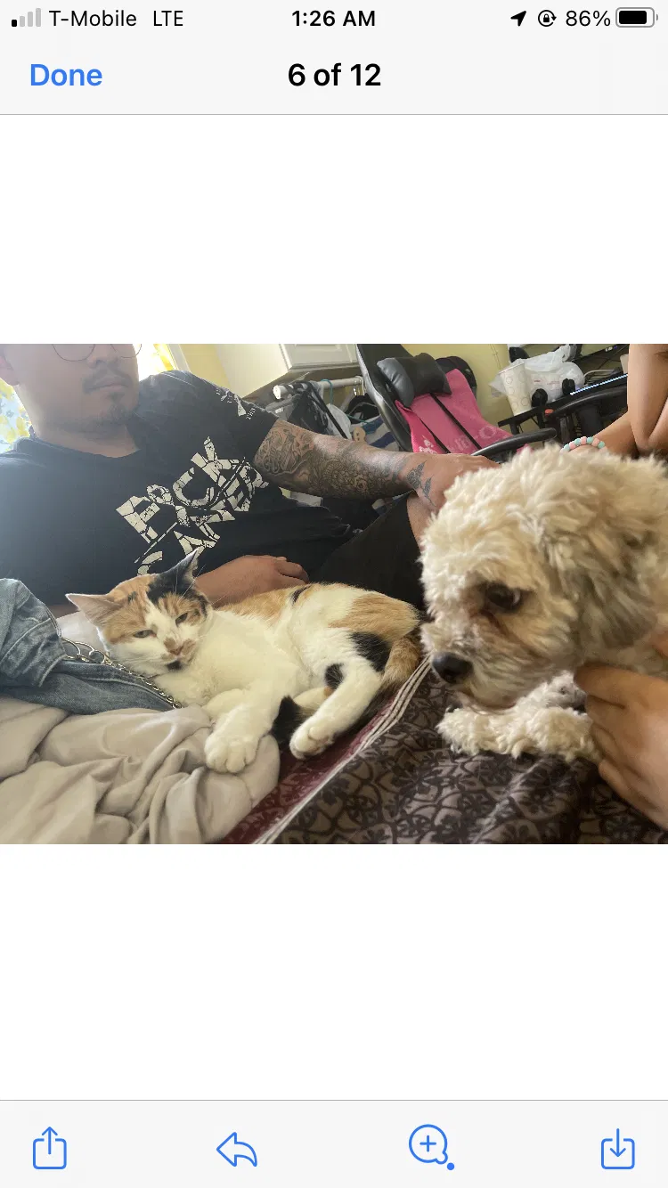 Lost cat in La Puente, CA, 91746