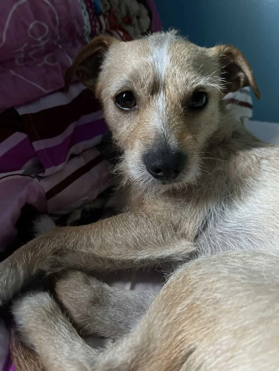 Lost dog in Phoenix, AZ, 85008