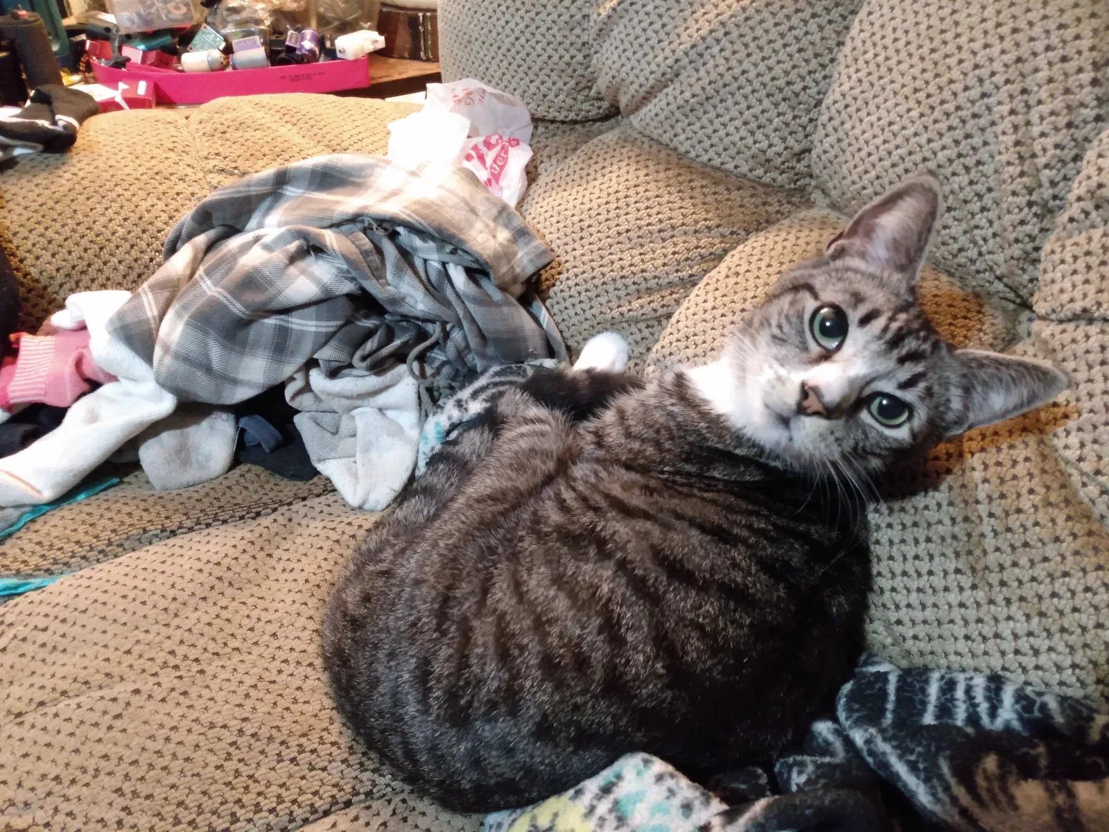 Lost cat in Morton, WA, 98356