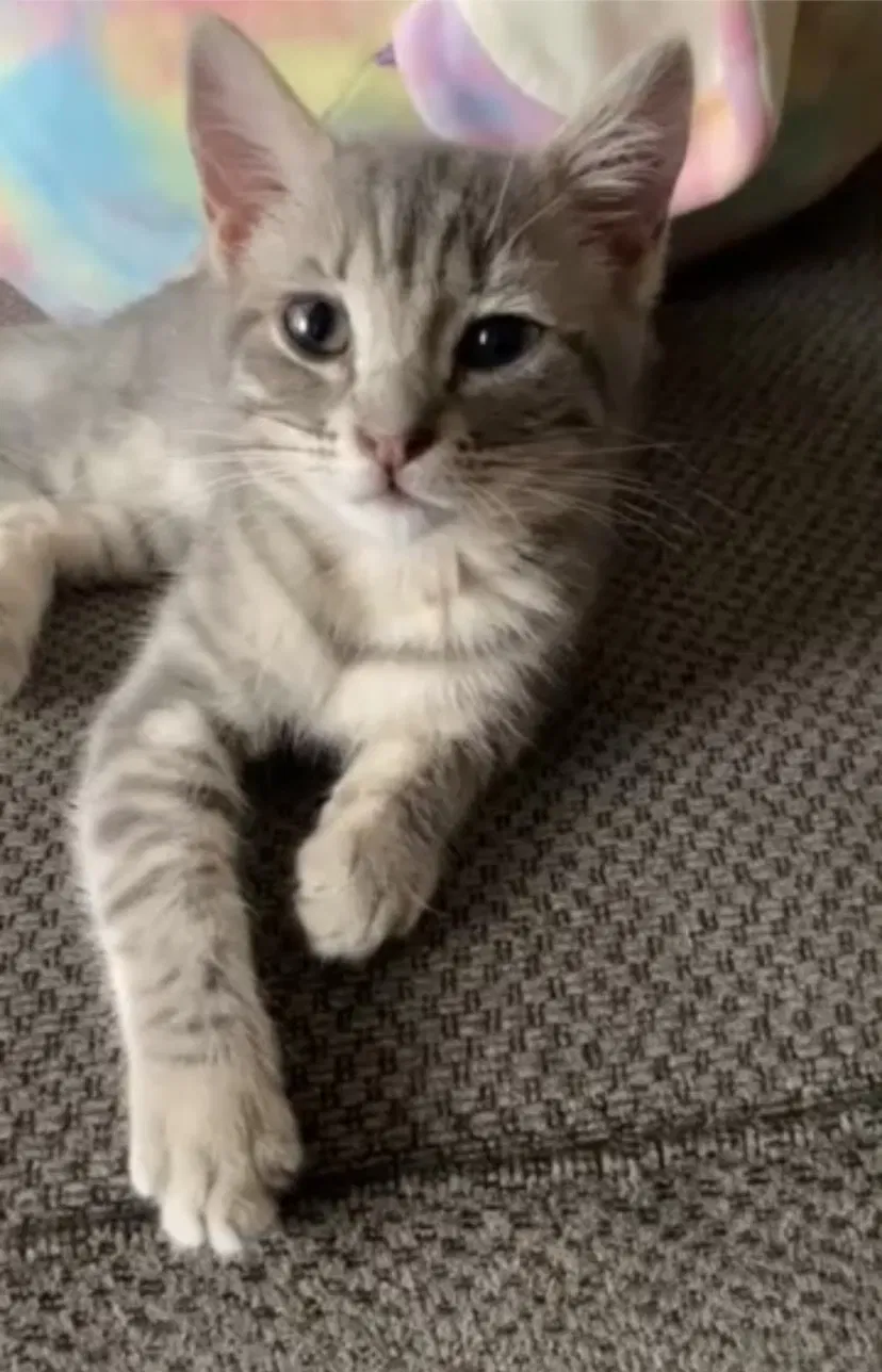 Lost cat in San Diego, CA, 92109