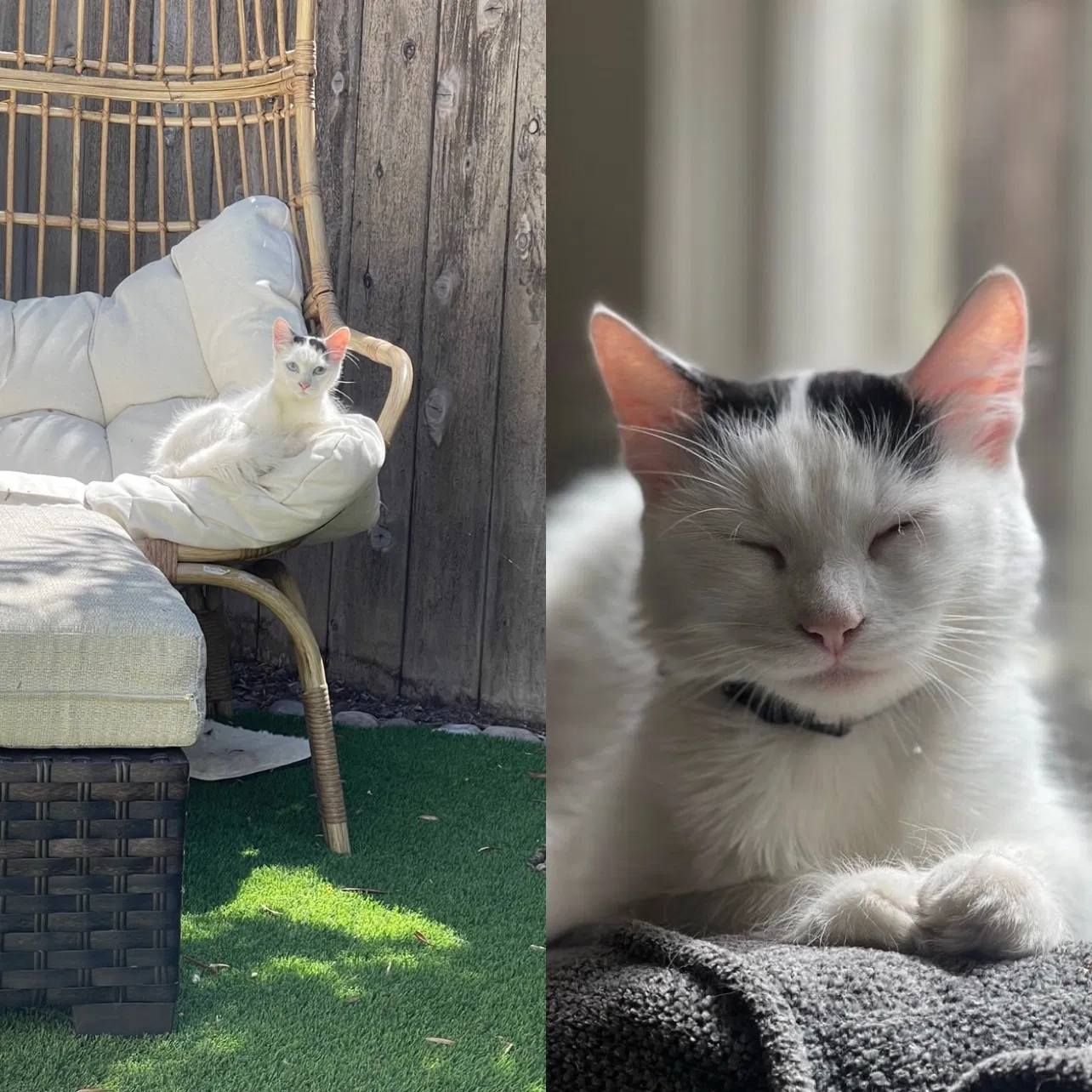 Lost cat in Coronado, CA, 92118
