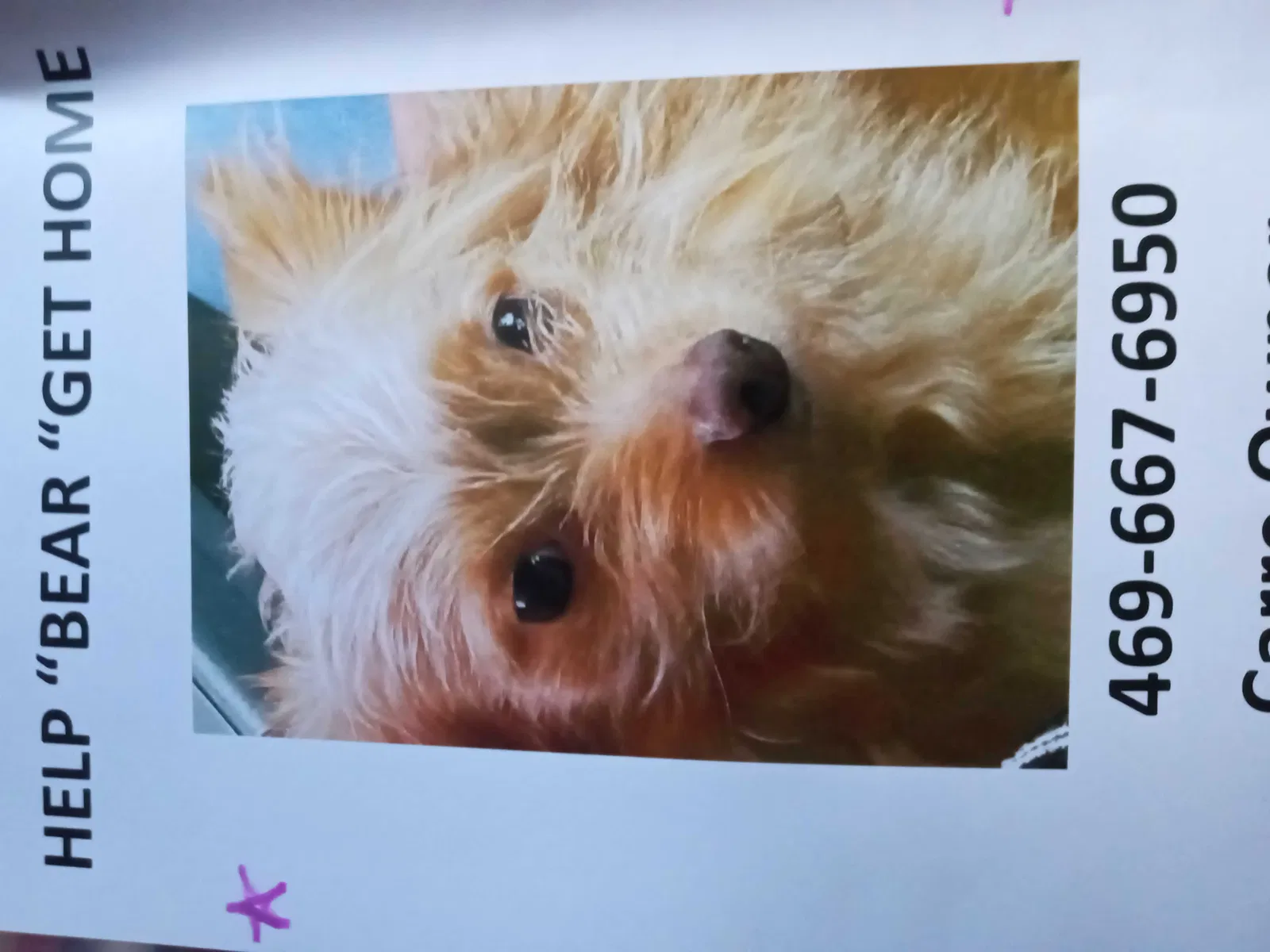 Lost dog in Allen, TX, 75002