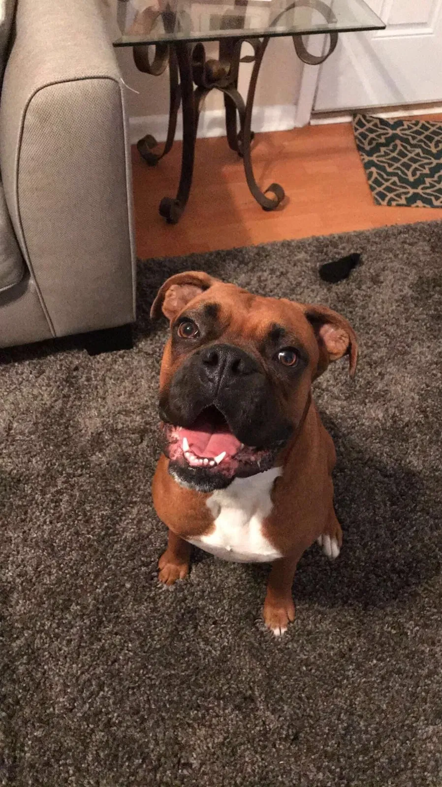 Lost dog in Tunnel Hill, GA, 30755