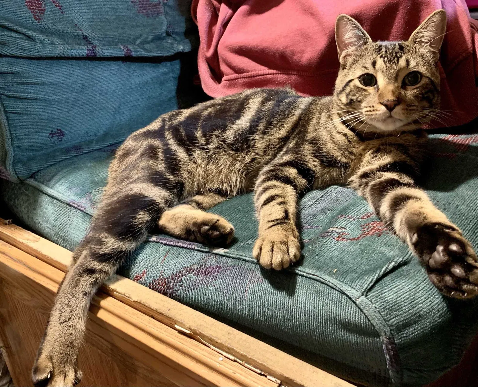 Lost cat in Tatum, TX, 75691