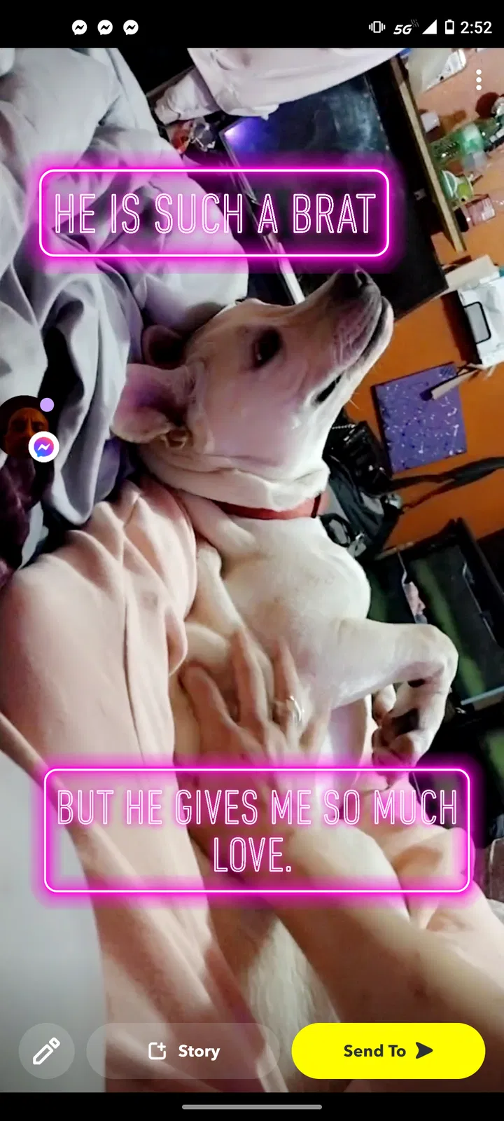 Lost dog in San Antonio, TX, 78233