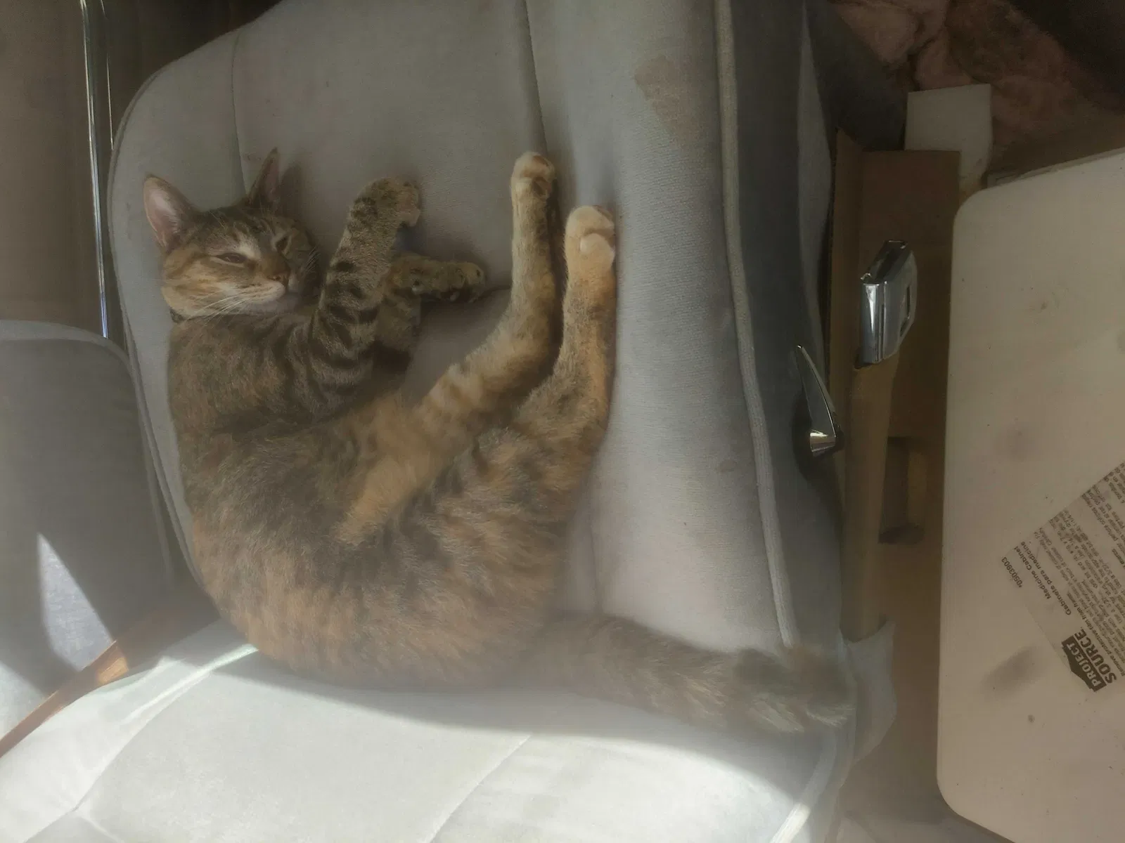 Lost cat in Aurora, CO, 80017