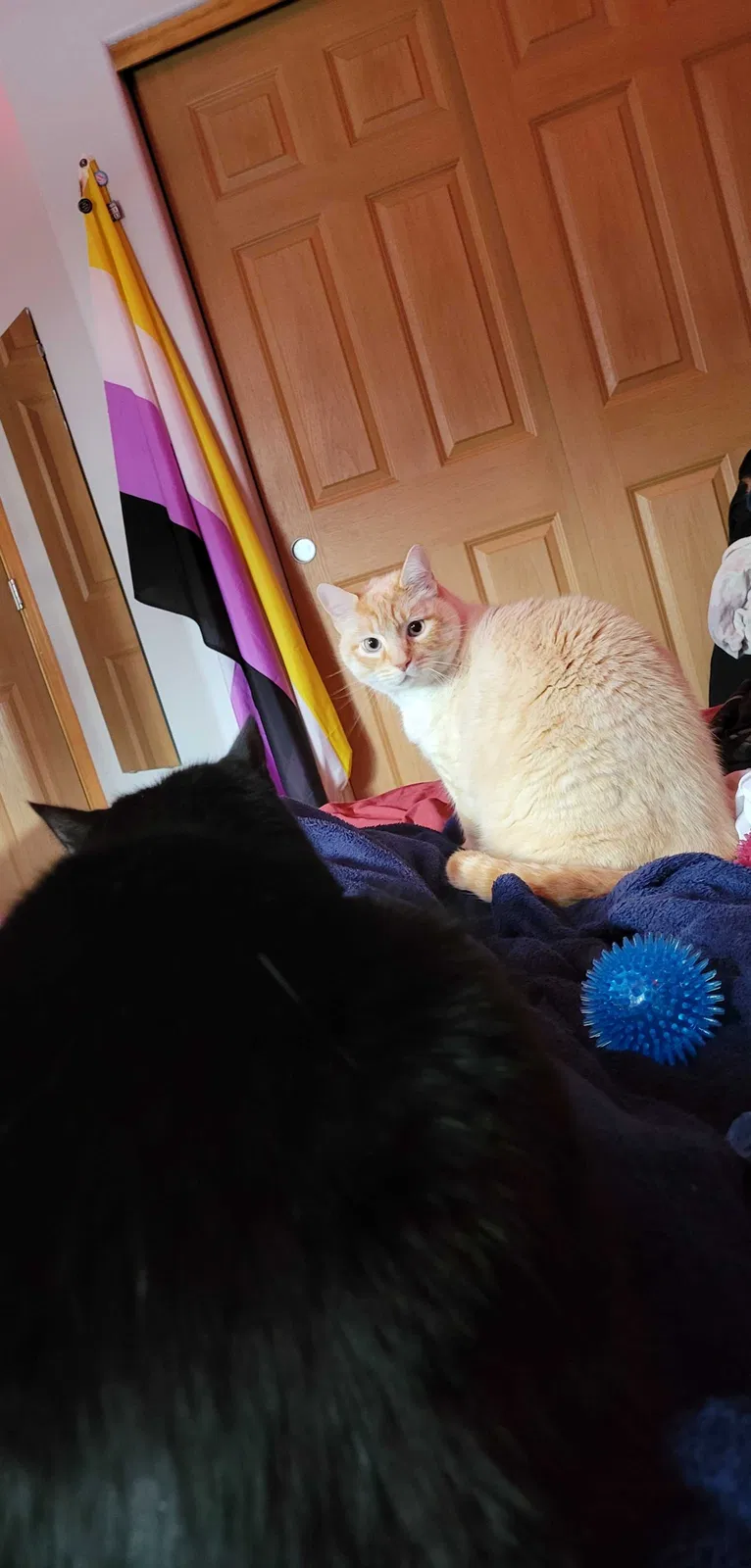 Lost cat in Sandy, OR, 97055