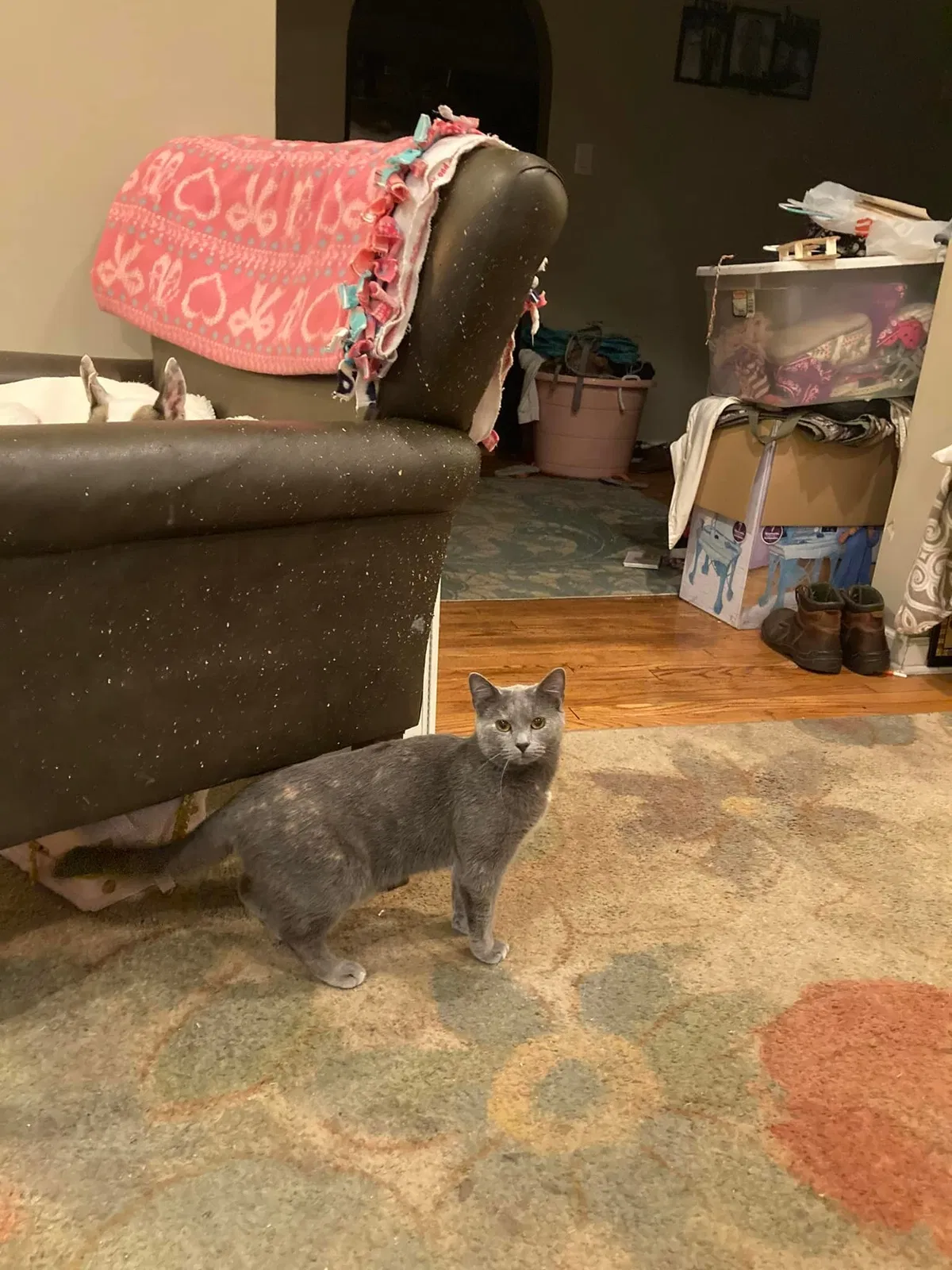 Lost cat in Louisville, KY, 40207
