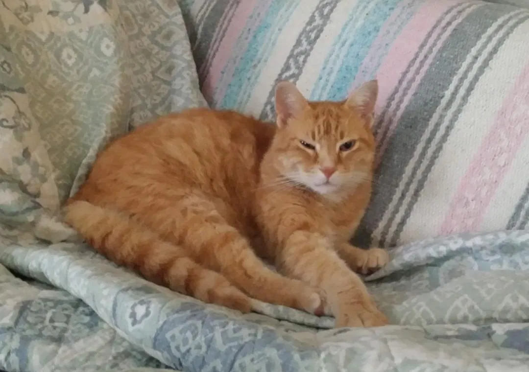 Lost cat in Lebanon, IN, 46052