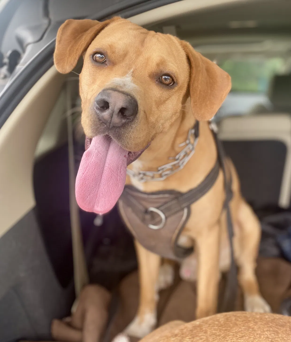 Found dog in Greenville, SC, 29605