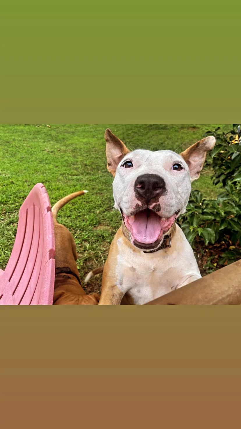 Found dog in Greenville, SC, 29605
