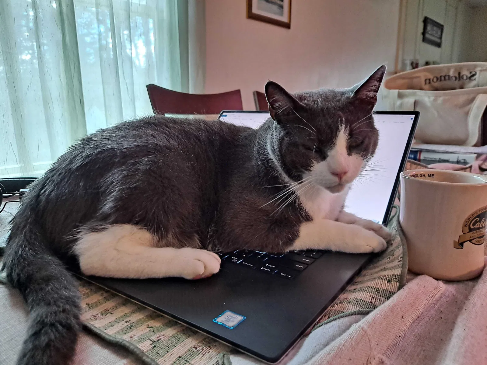 Lost cat in Groton, MA, 1450