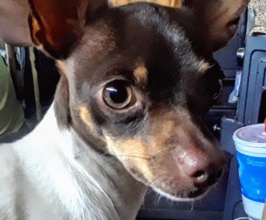 Lost dog in Highlands, TX, 77562