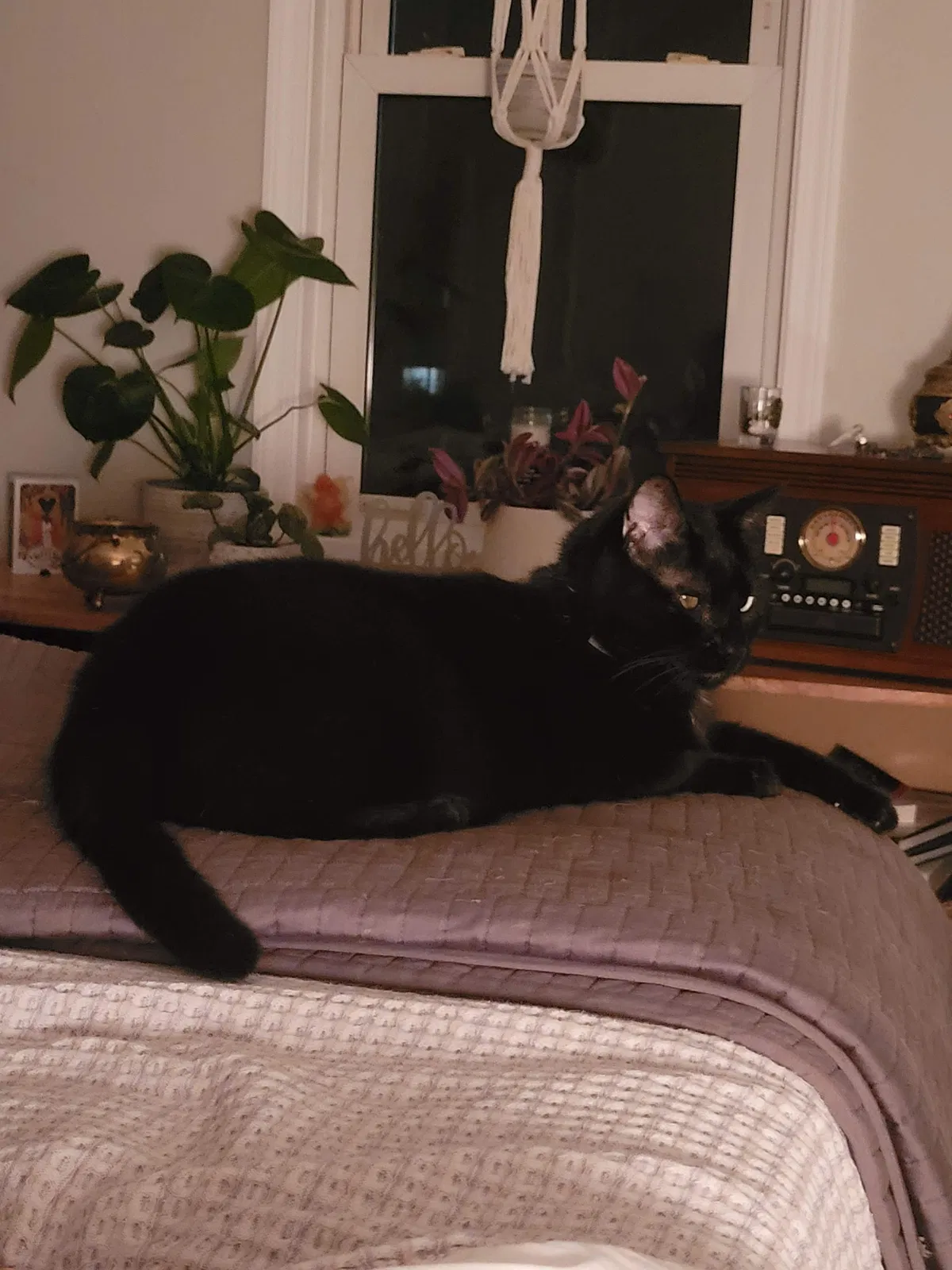 Lost cat in Mckeesport, PA, 15135
