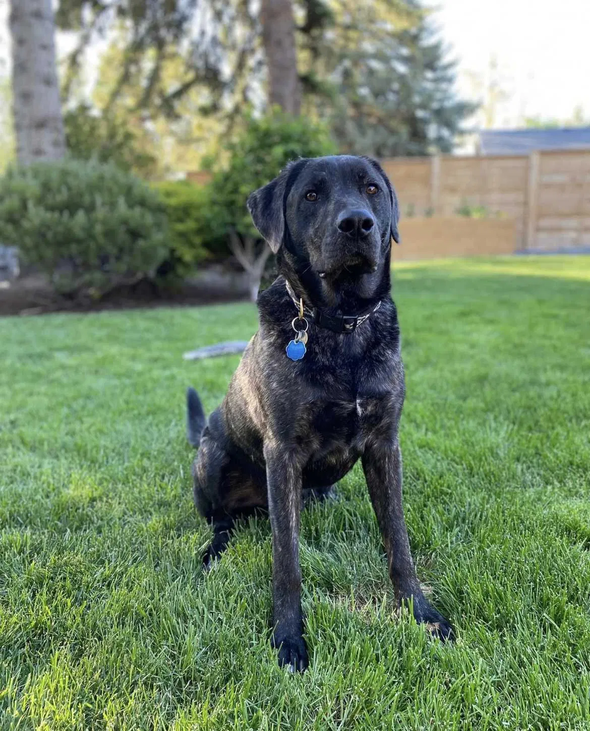 Lost dog in Bend, OR, 97702