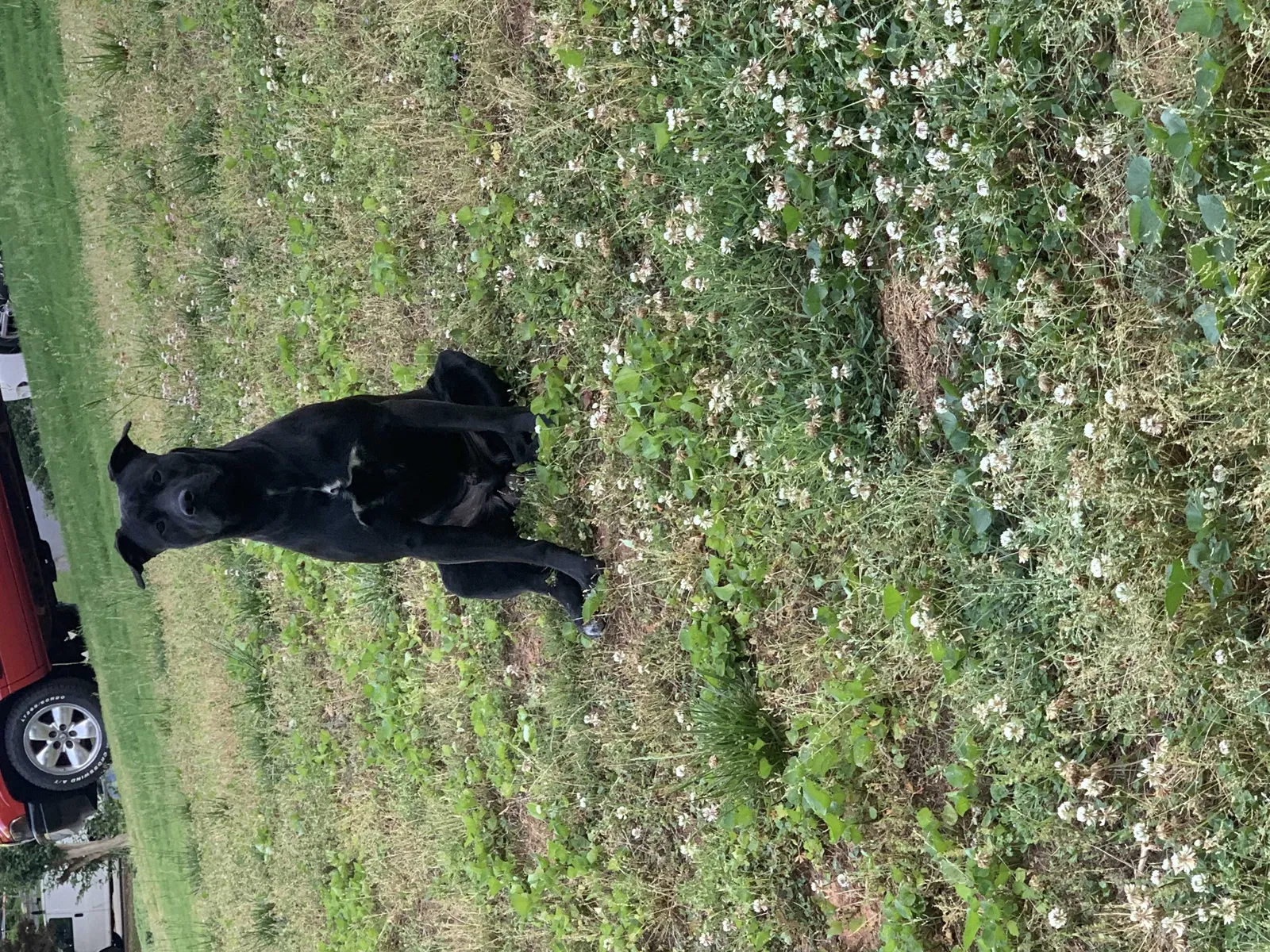 Lost dog in Austell, GA, 30168