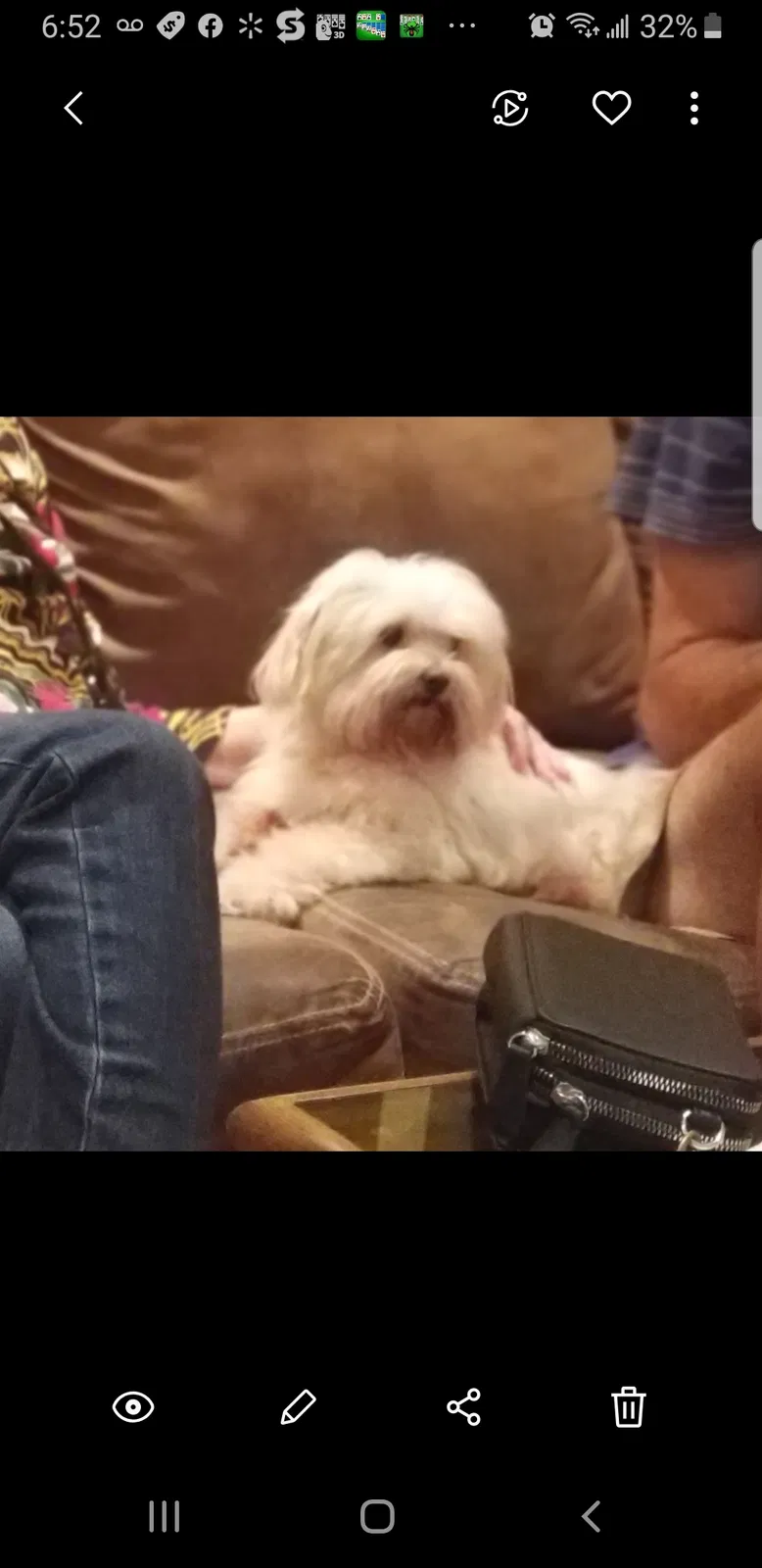 Lost dog in Saint Petersburg, FL, 33709