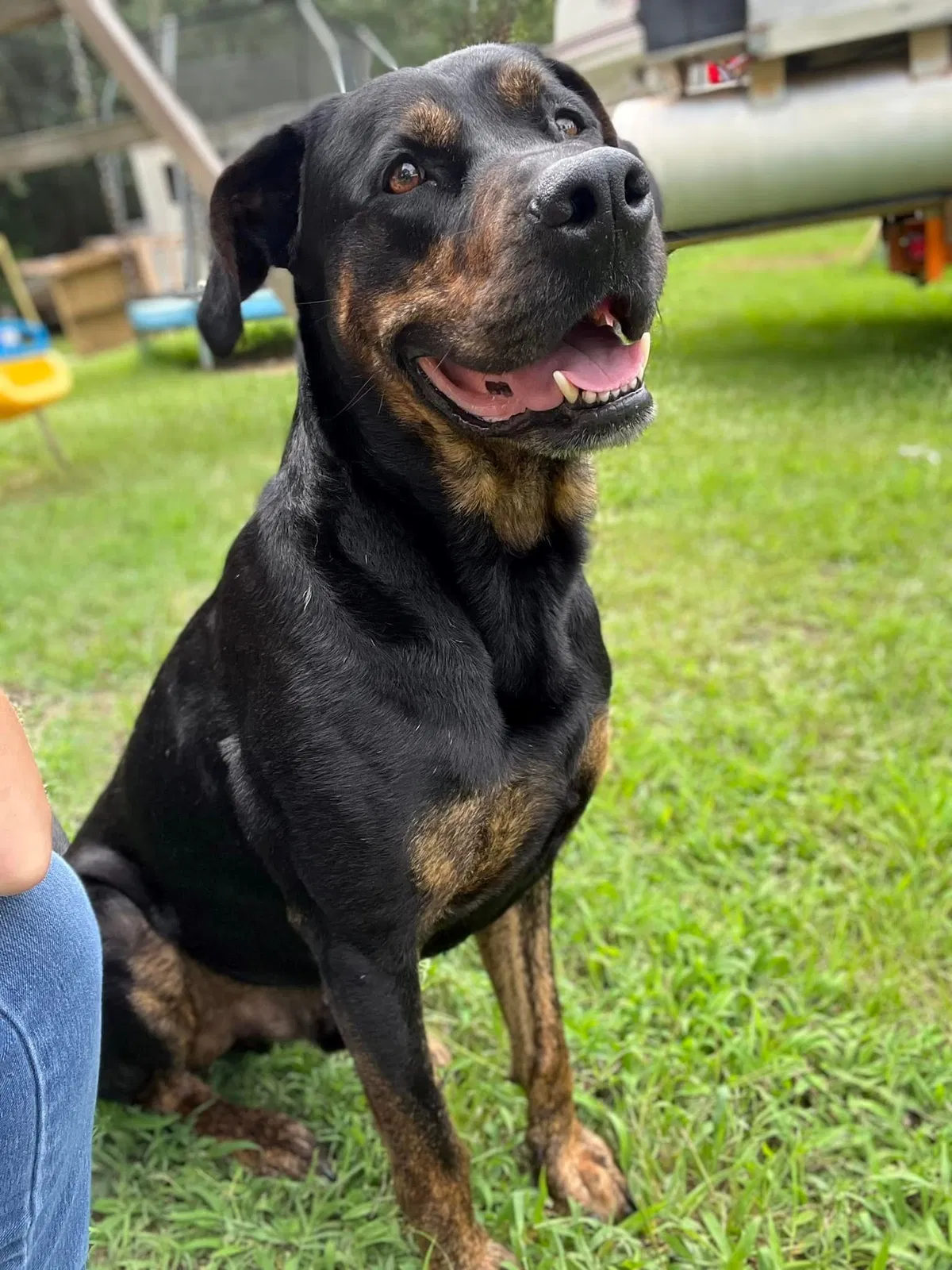 Lost dog in Phenix City, AL, 36870