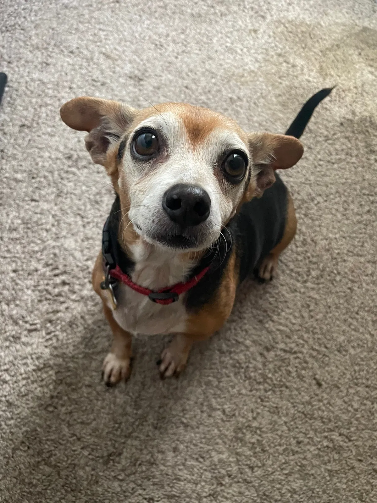 Lost dog in Fort Worth, TX, 76137