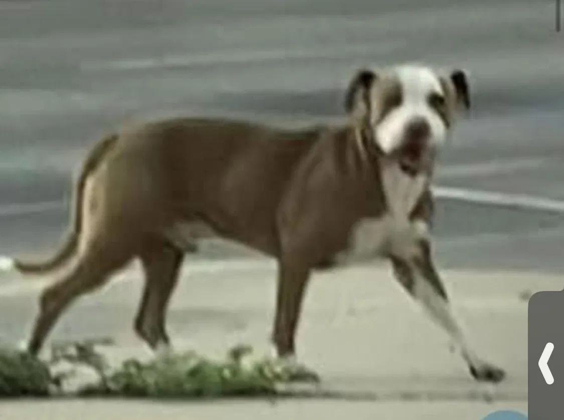 Lost dog in El Paso, TX, 79907