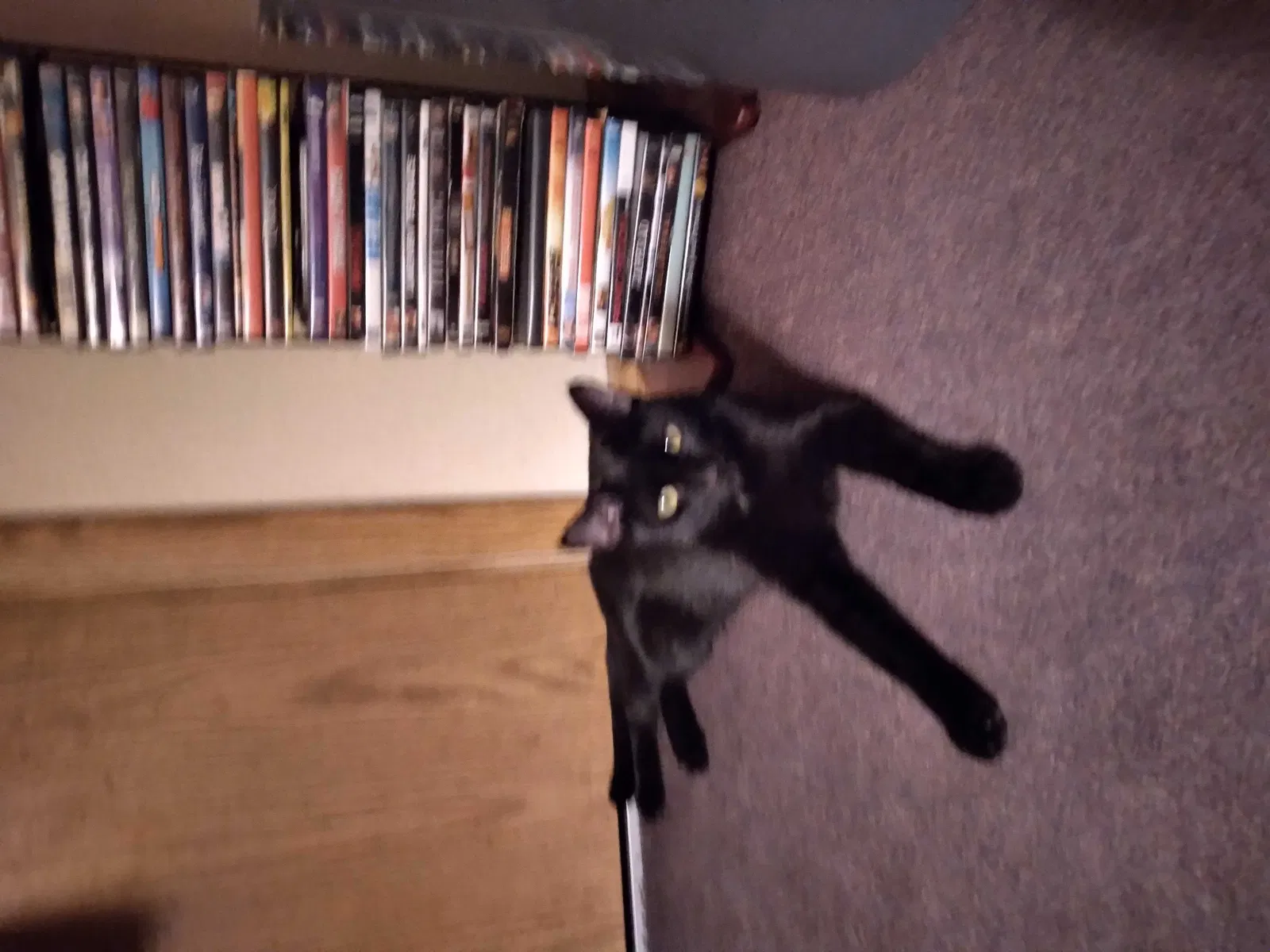 Lost cat in Las Vegas, NV, 89101
