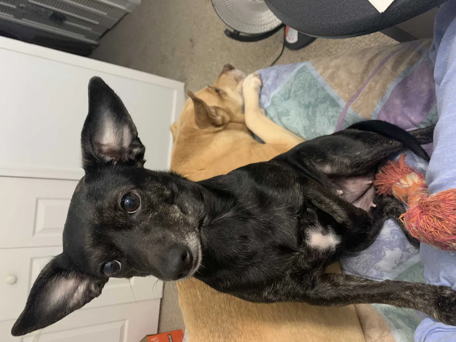 Lost dog in Owings Mills, MD, 21117