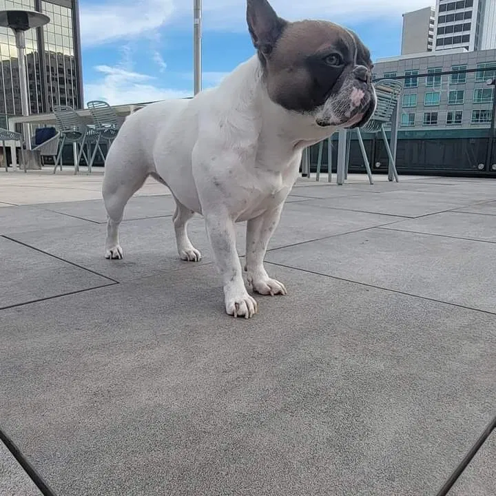 Lost dog in Winton, CA, 95388