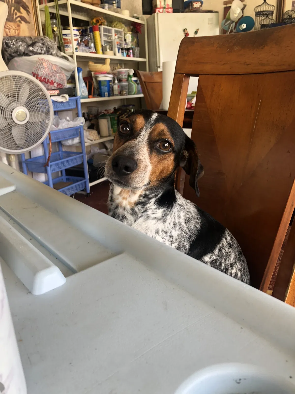 Lost dog in Opa Locka, FL, 33055