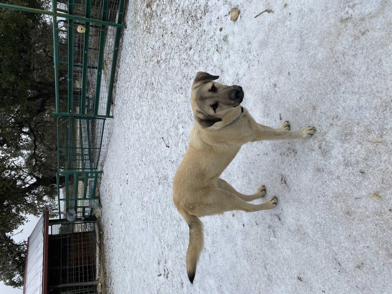Lost dog in Dripping Springs, TX, 78620