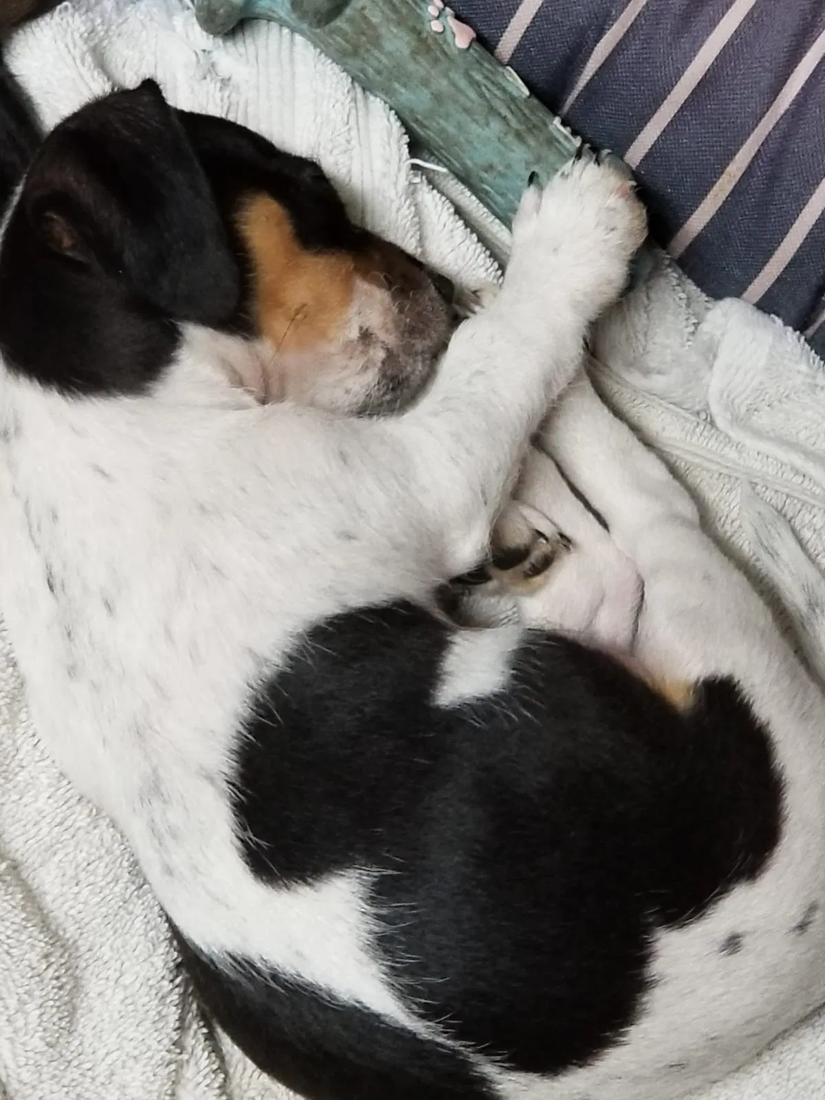 Lost dog in Opa Locka, FL, 33055