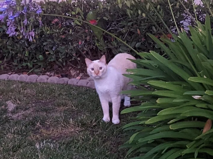 Lost cat in San Diego, CA, 92130