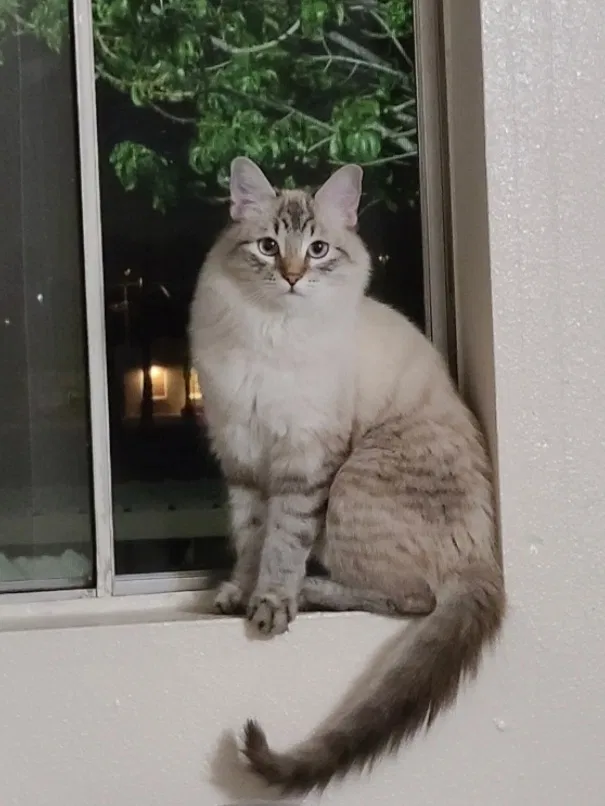 Lost cat in San Diego, CA, 92130