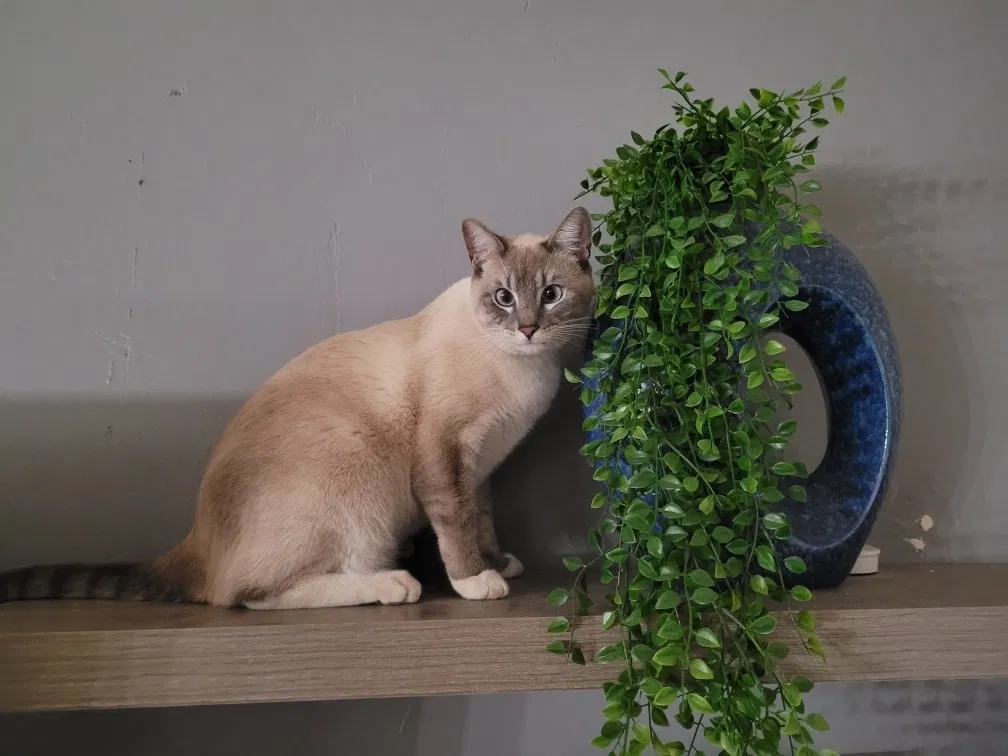 Lost cat in Round Rock, TX, 78681