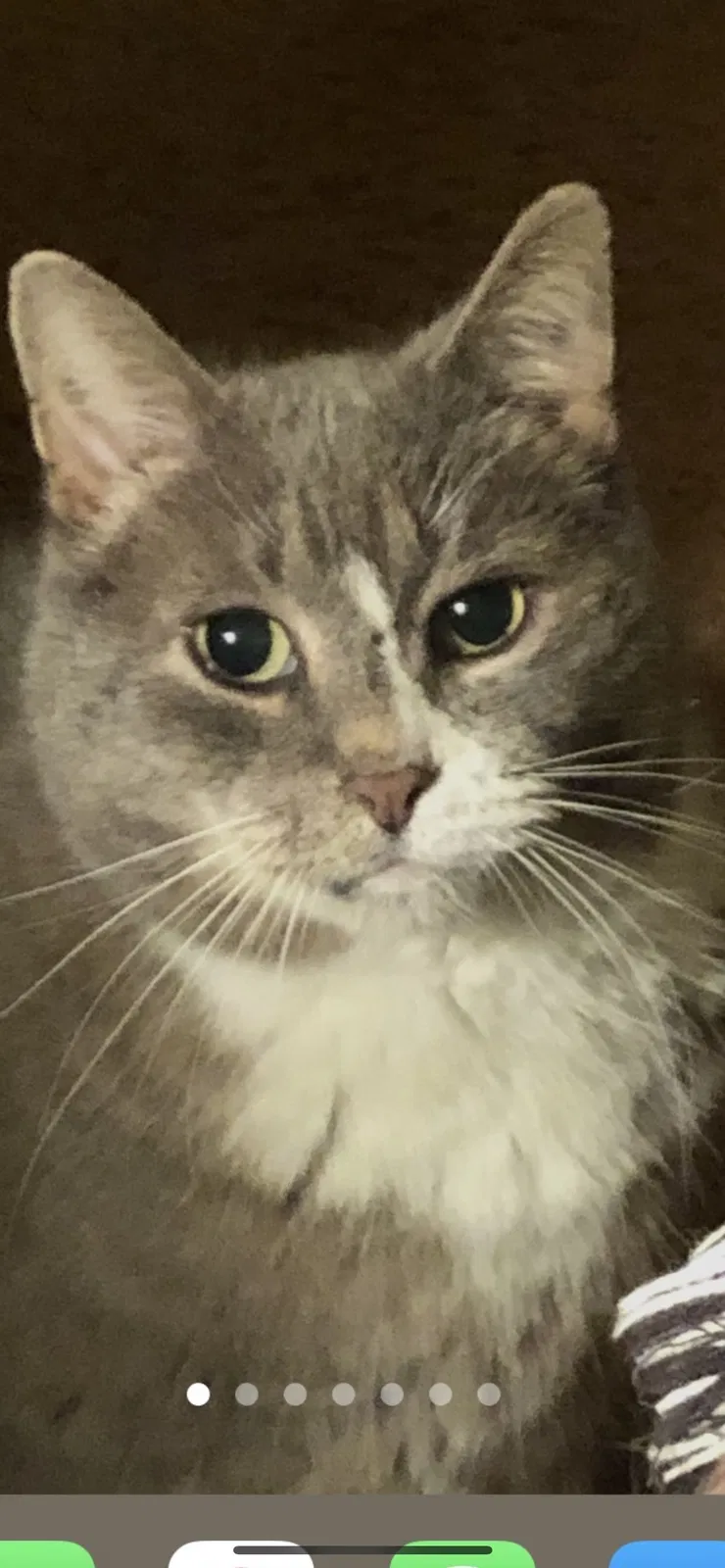 Lost cat in Bowie, MD, 20716