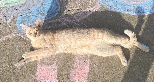 Lost cat in Orangevale, CA, 95662