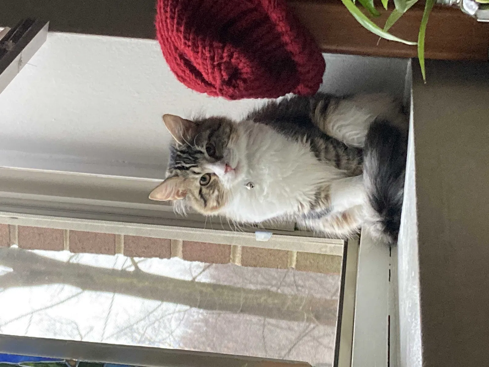 Lost cat in Silver Spring, MD, 20903