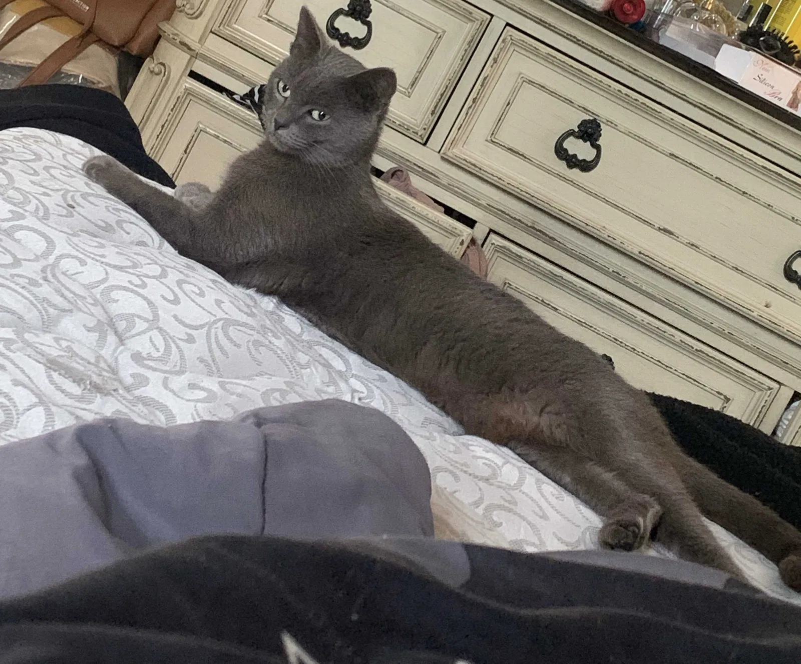 Lost cat in Houston, TX, 77015