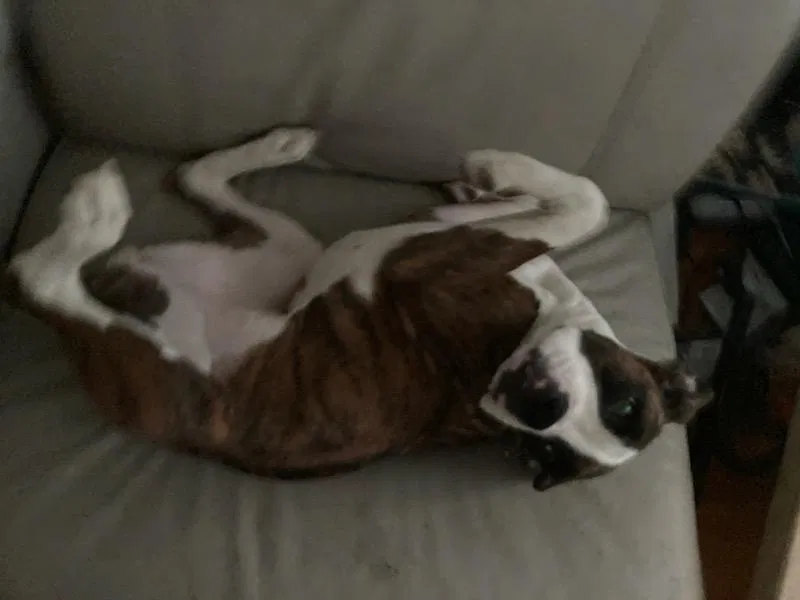 Lost dog in Newark, NJ, 7112