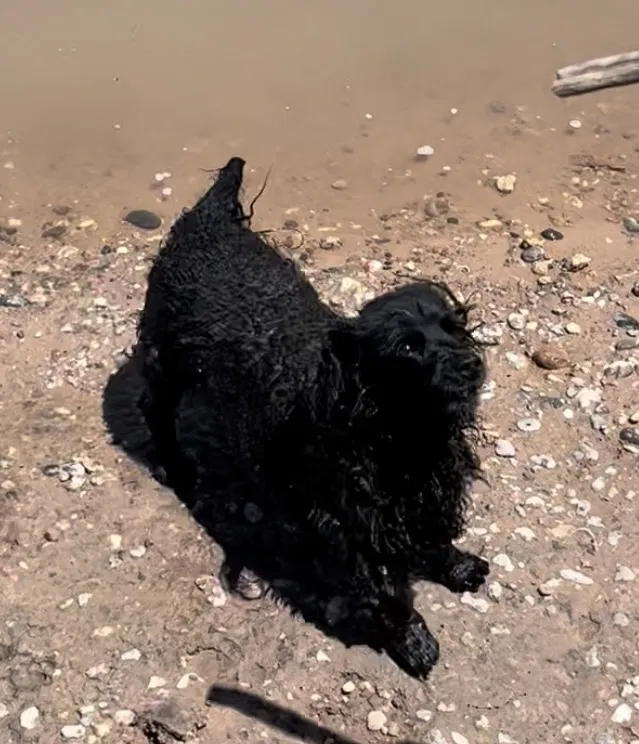 Lost dog in Bernalillo, NM, 87004