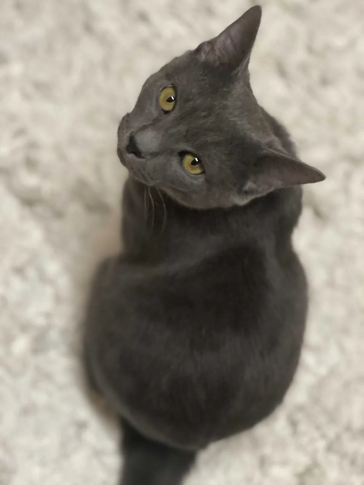 Lost cat in Labelle, FL, 33935