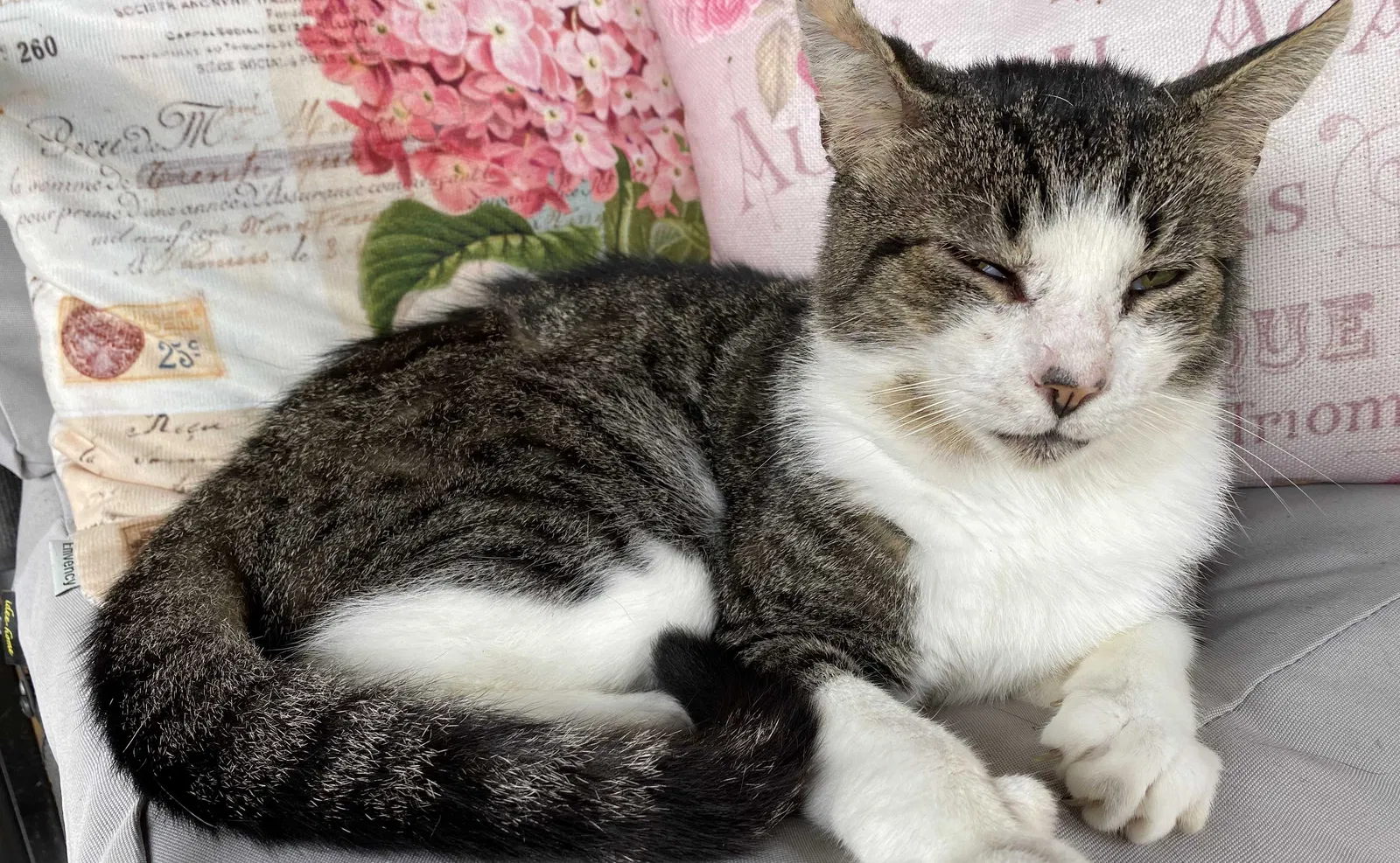 Found cat in Flemington, WV, 26347