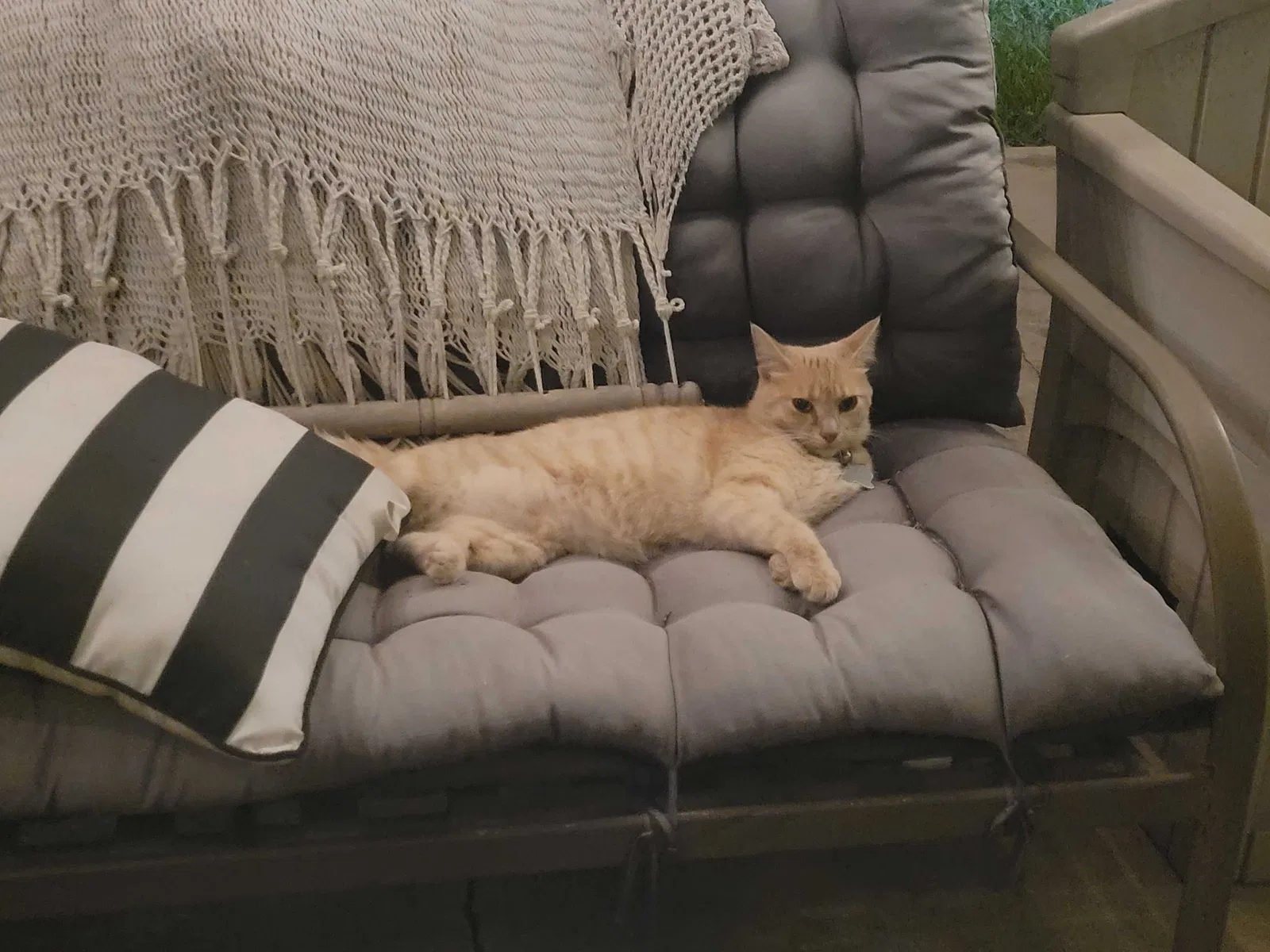 Lost cat in Killeen, TX, 76549